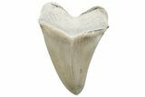 ” Fossil Aurora Megalodon Tooth - Collector Quality #215421-2